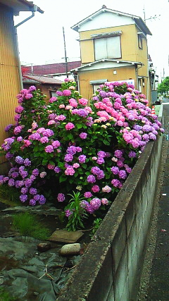 SBCAあじさい