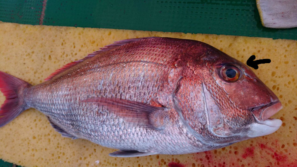 真鯛の神経締め 船長の思うように帆を進める