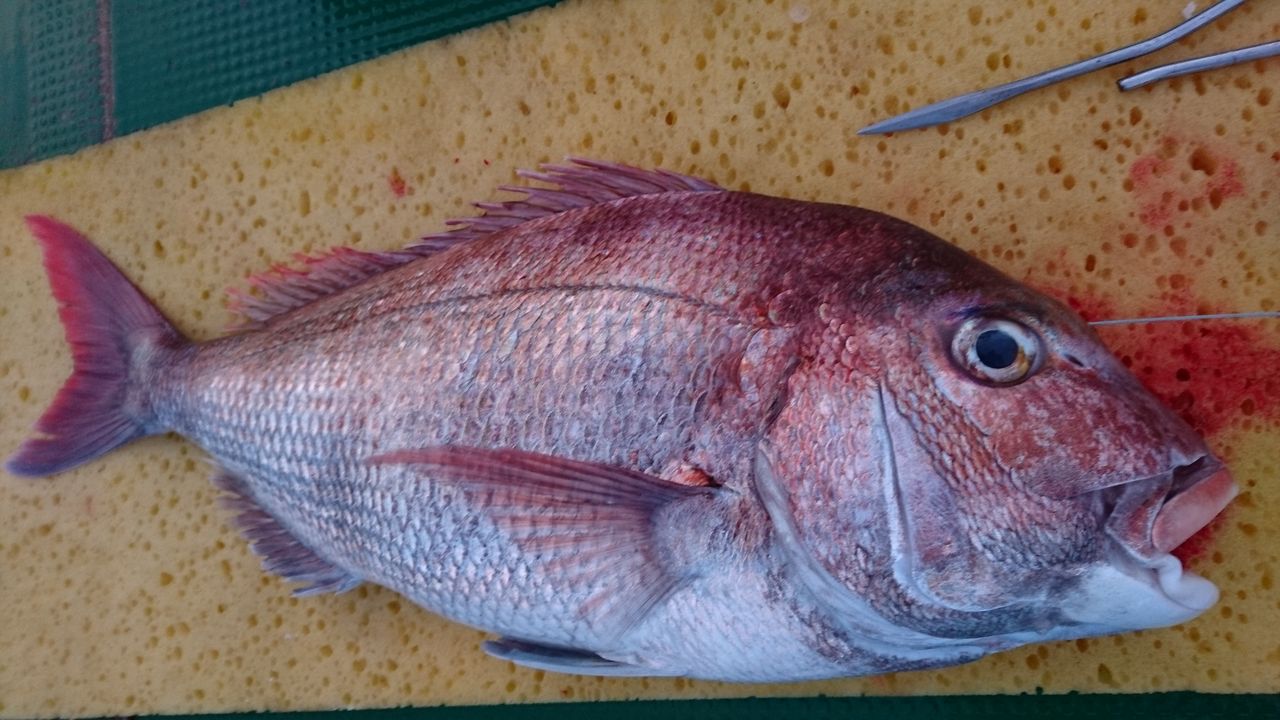 真鯛の神経締め 船長の思うように帆を進める