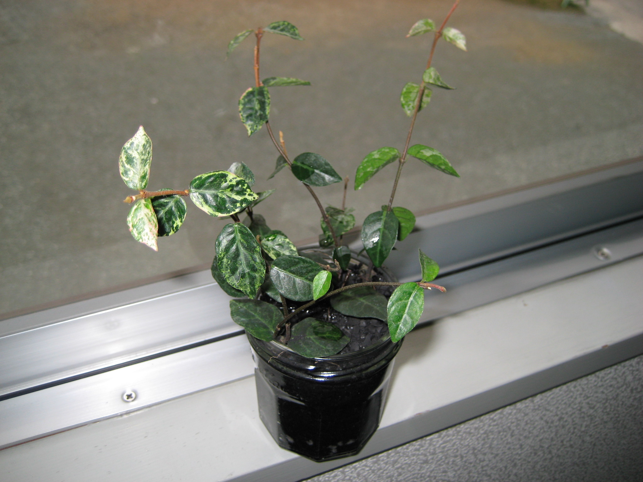 ハイドロカルチャーと炭 緑と黒 消臭とグリーン 影の店長 お留守番日記