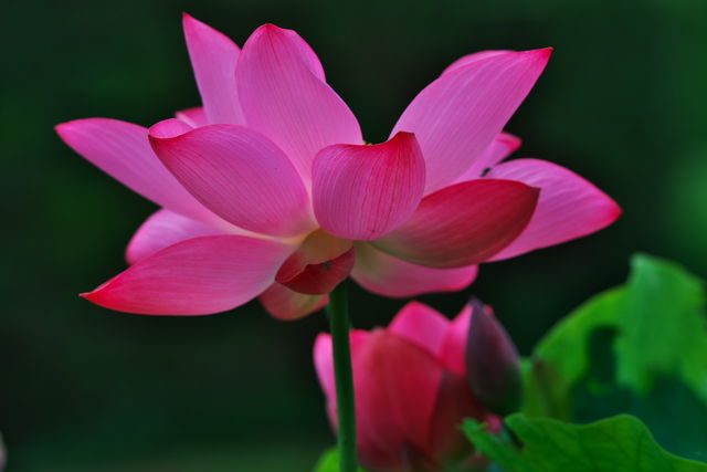 蓮の花とトンボ 自遊人 趣味に生きる