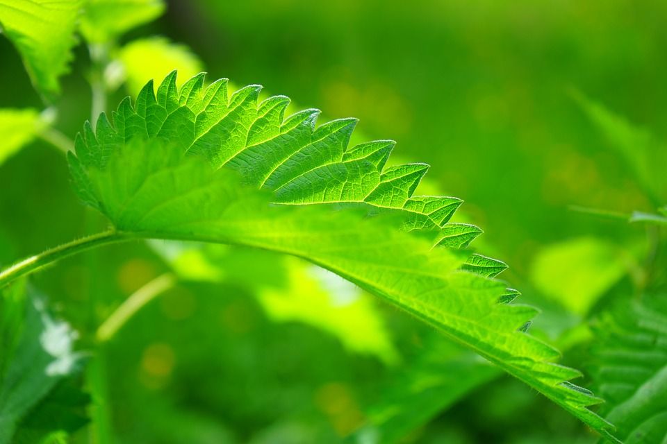 砂漠化 最強の除草剤2 草はえない C 2ch Net 日常まとめ