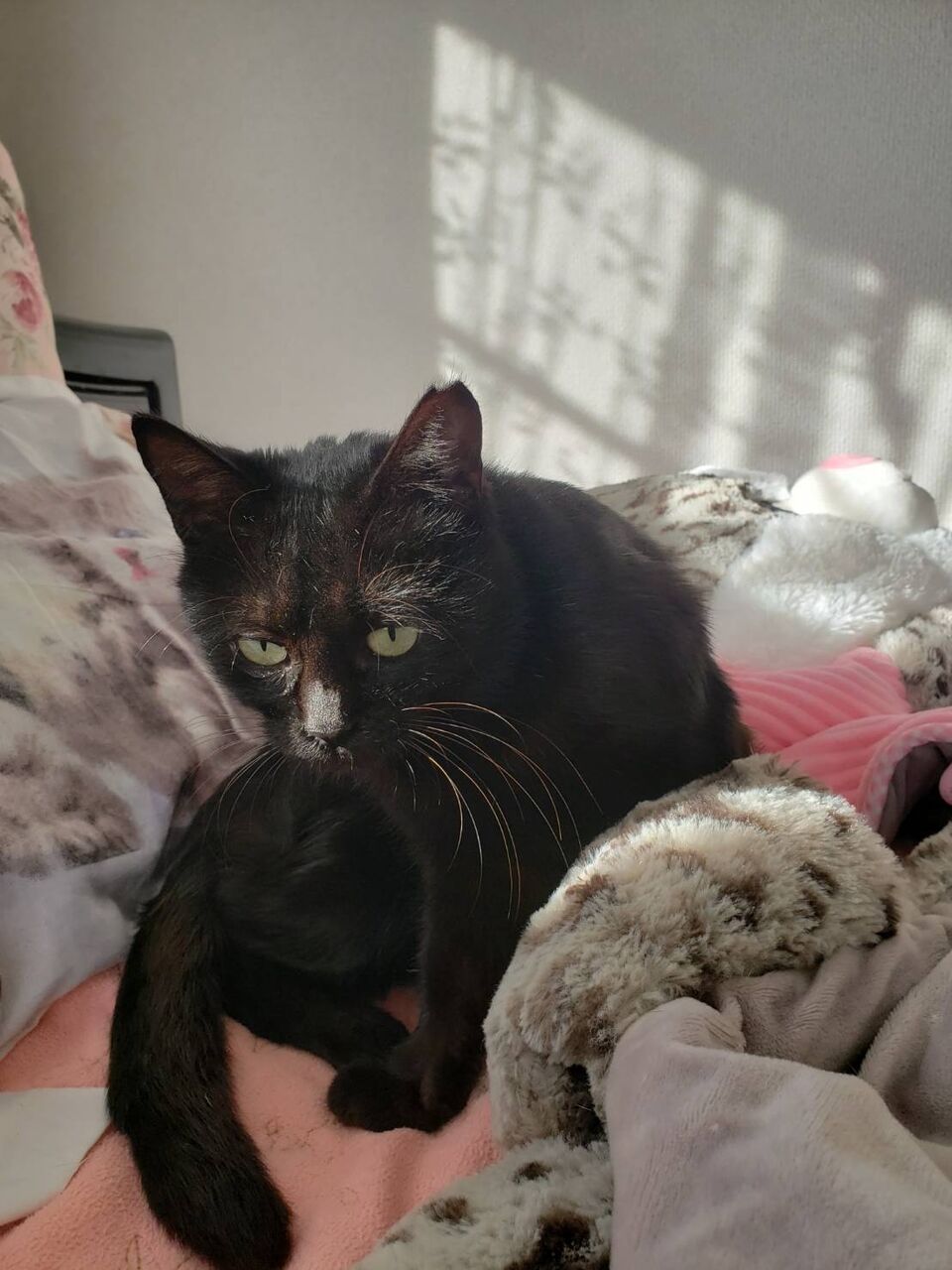 黒猫母さんと3匹の子猫達 Sさん保護活動ブログ 保護っ子達の近況報告ブログ