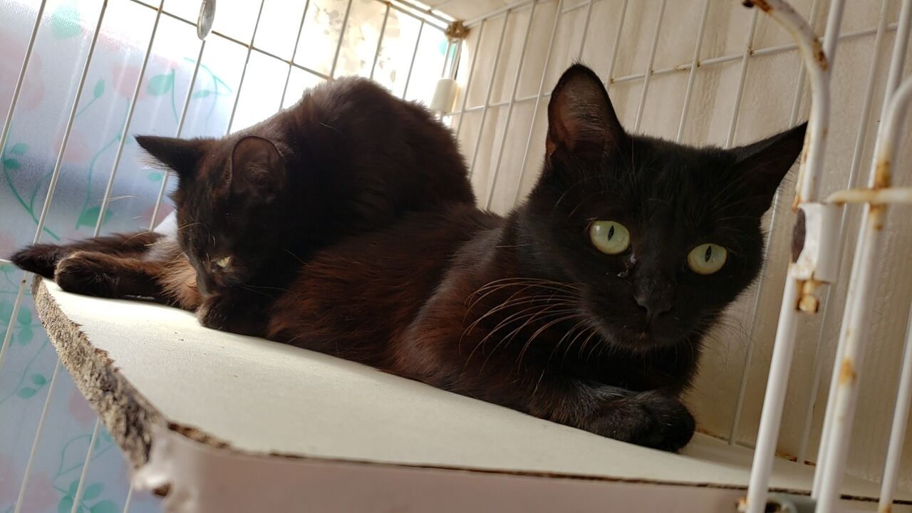 黒猫母さんと3匹の子猫達 ウサギ Sさん保護活動ブログ 保護っ子達の近況報告ブログ