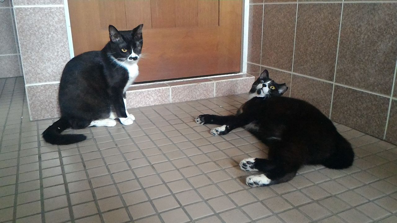 猫エイズキャリアについて : 石に立つ矢