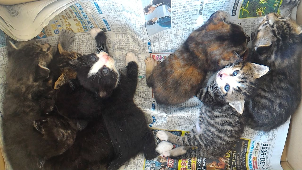 2組の親子猫 緊急保護しました 石に立つ矢 2組の親子猫 緊急保護しました 石に立つ矢