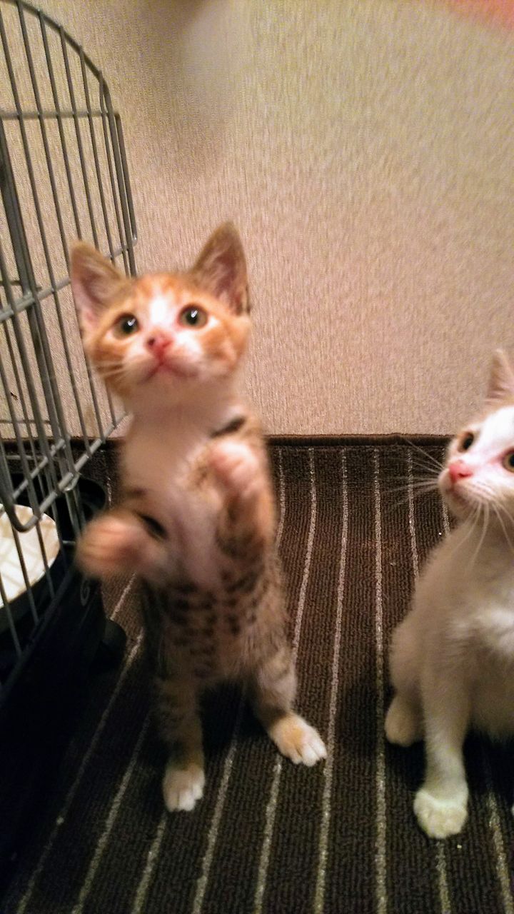 マンソン裂頭条虫でした~ : にゃんこの保育園(一時預かり日記)