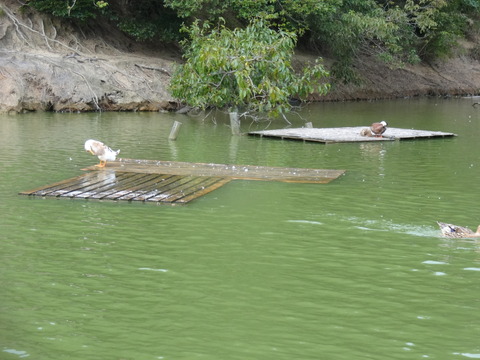 DSC06901