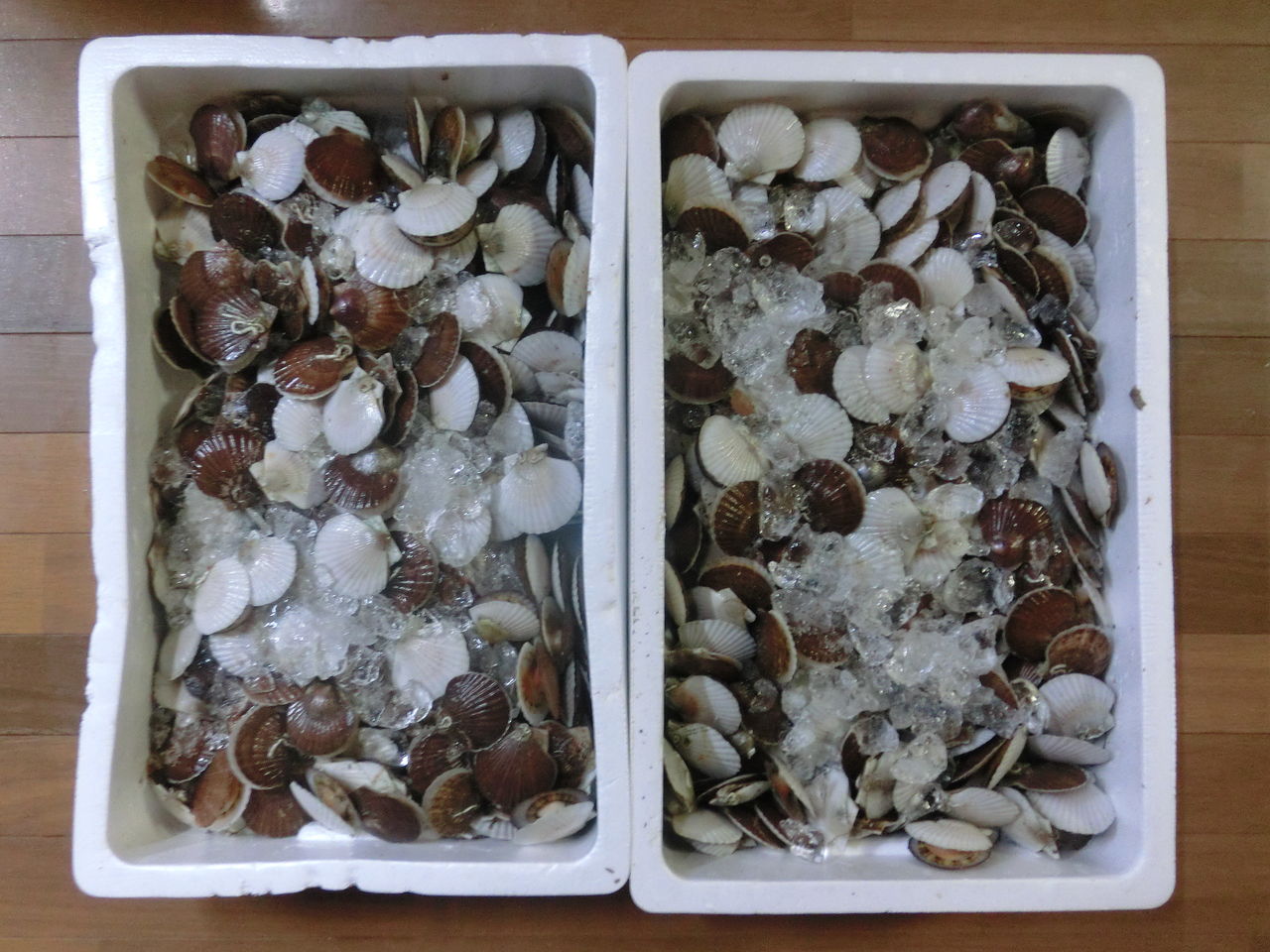 ホタテの酒蒸し 日本体育大学相撲部 マネージャー部屋