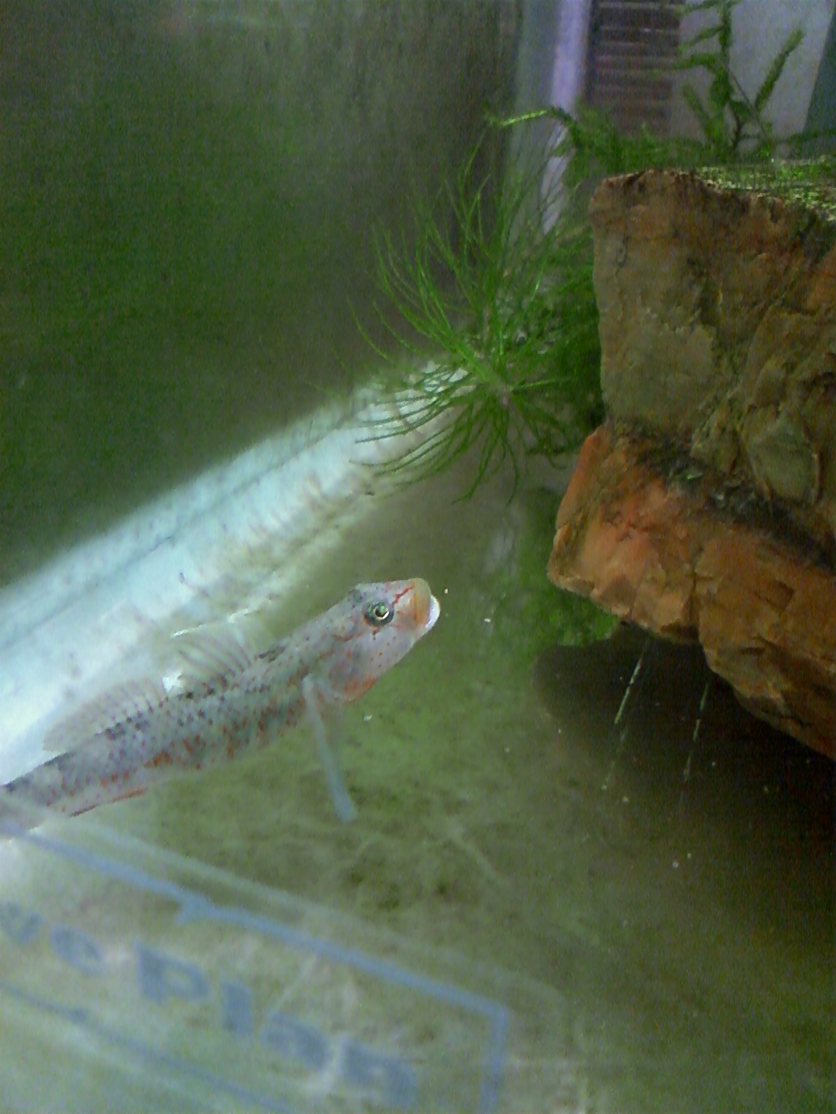 水没男草 水槽 Livedoor Blog ブログ