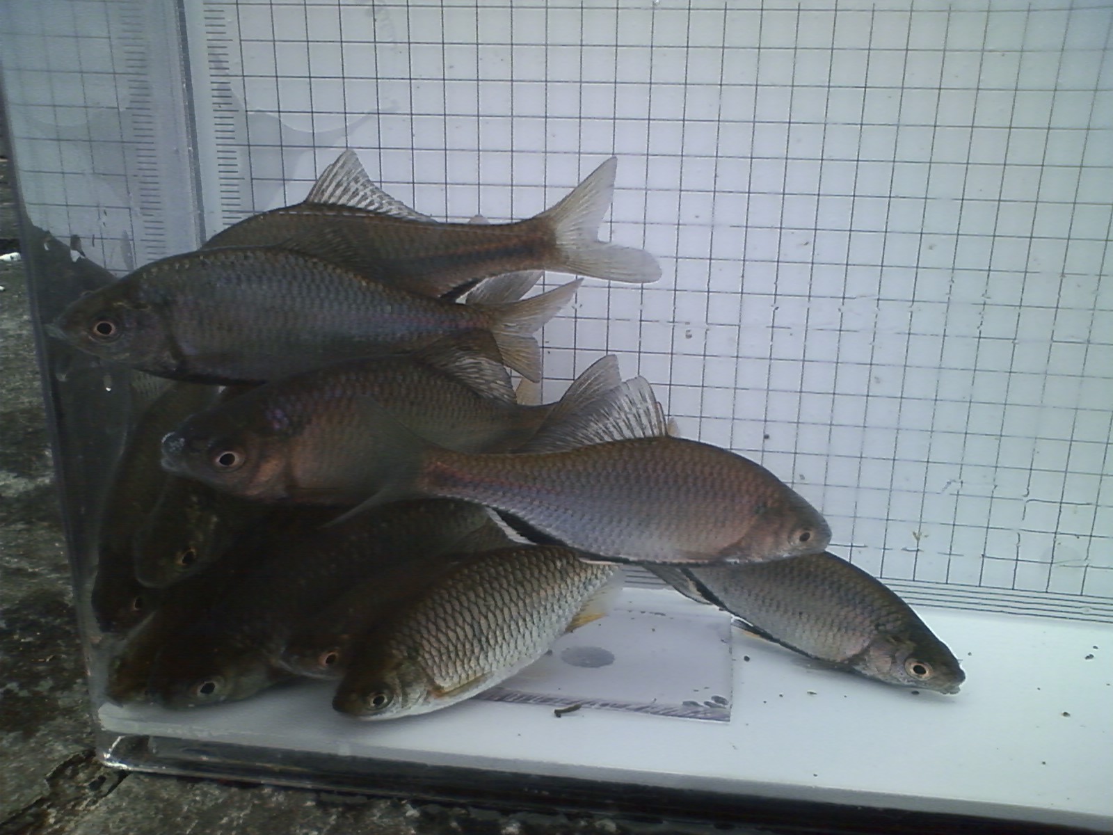 岐阜県タナゴ釣り紀行 水没男草
