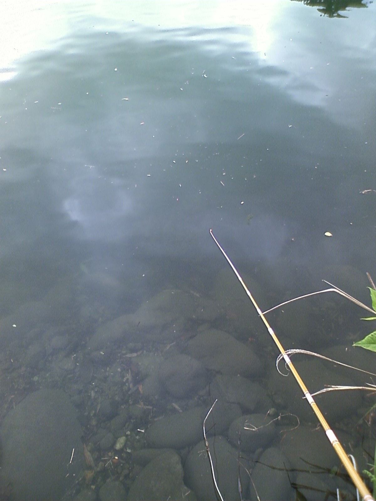岐阜県タナゴ釣り紀行 水没男草