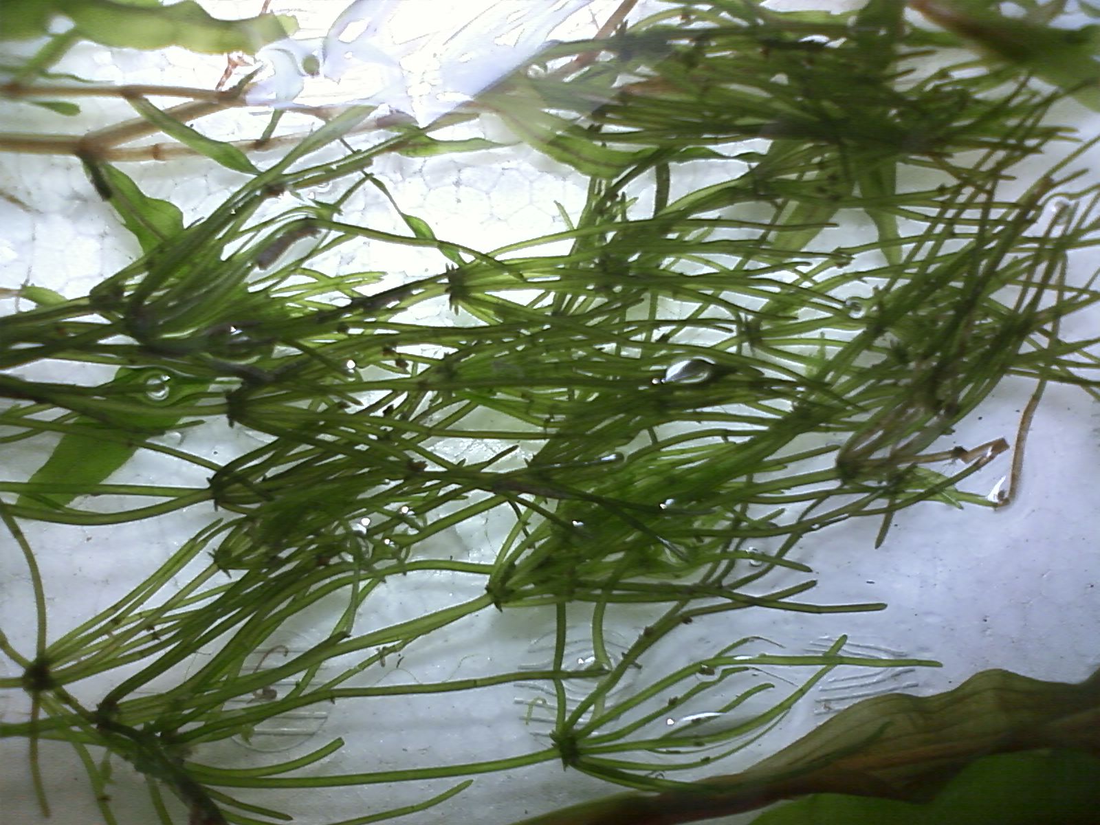 西濃の旅で採取した水草のトリートメント 水没男草