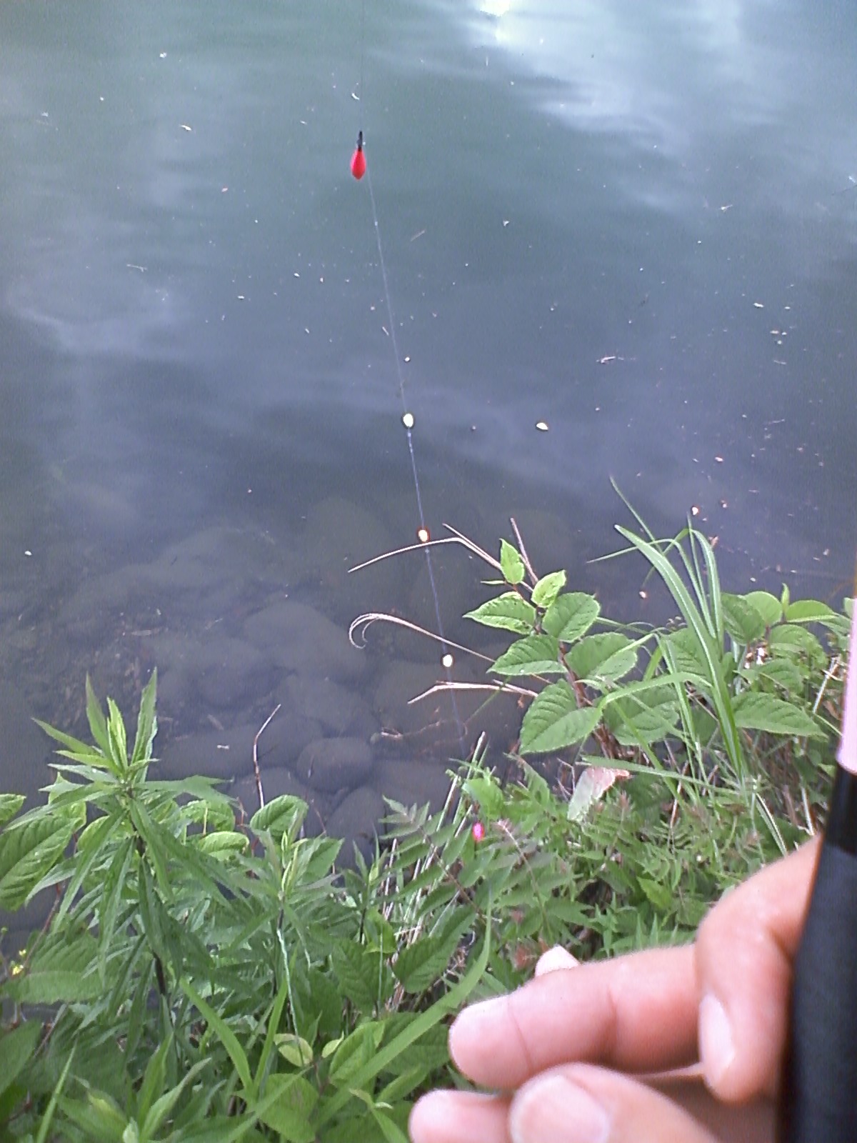 岐阜県タナゴ釣り紀行 水没男草