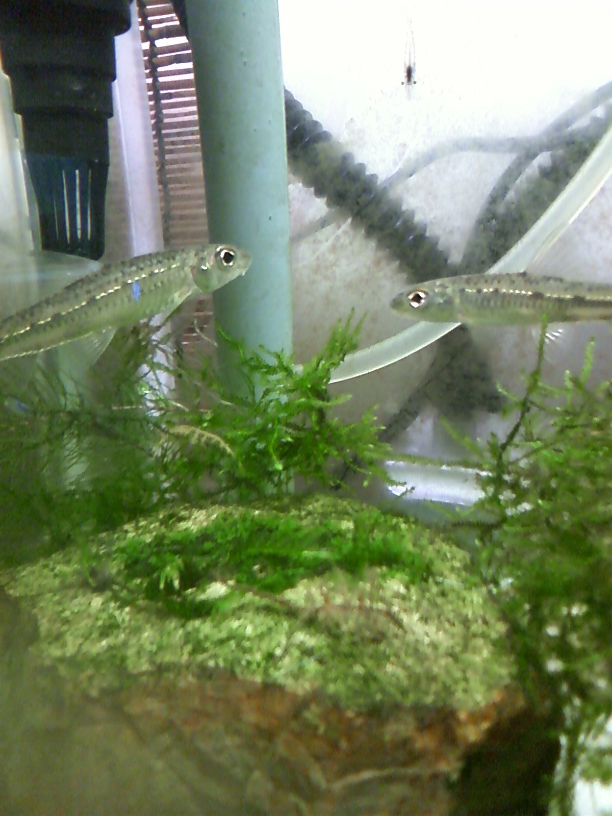 水没男草 水槽 Livedoor Blog ブログ