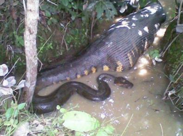 バキ バキのモデル５６大蛇 アナコンダ アナコンダ 超ジャンプ速報 マスターゲーム