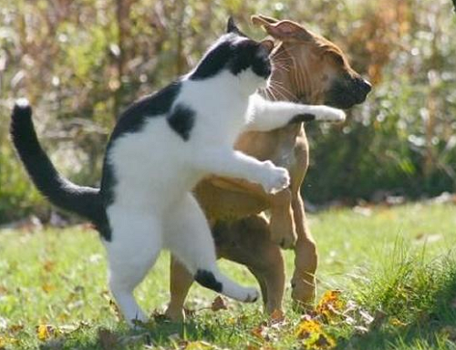 2ch面白 猫が犬より格上だと証明されてしまった写真w ニチャオプ報道 Nicha Op Coverage 2ch面白 猫が犬より格上だと証明されてしまった写真w ニチャオプ報道 Nicha Op Coverage