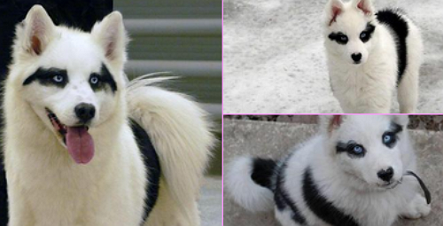 2chvip 変わったペット飼ってる奴いたら写真うpしていけよ ニチャオプ報道 Nicha Op Coverage 2chvip 変わったペット飼ってる奴いたら写真うpしていけよ ニチャオプ報道 Nicha Op Coverage