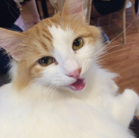 【2ch犬・猫】ラグドールの性格と可愛い画像 ニチャオプ報道 Nicha op coverage