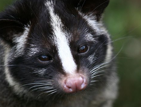 【２ｃｈ面白ニュース】  【画像あり】上野動物園の隠れた人気者「ハクビシン」がかわいい♪ 　