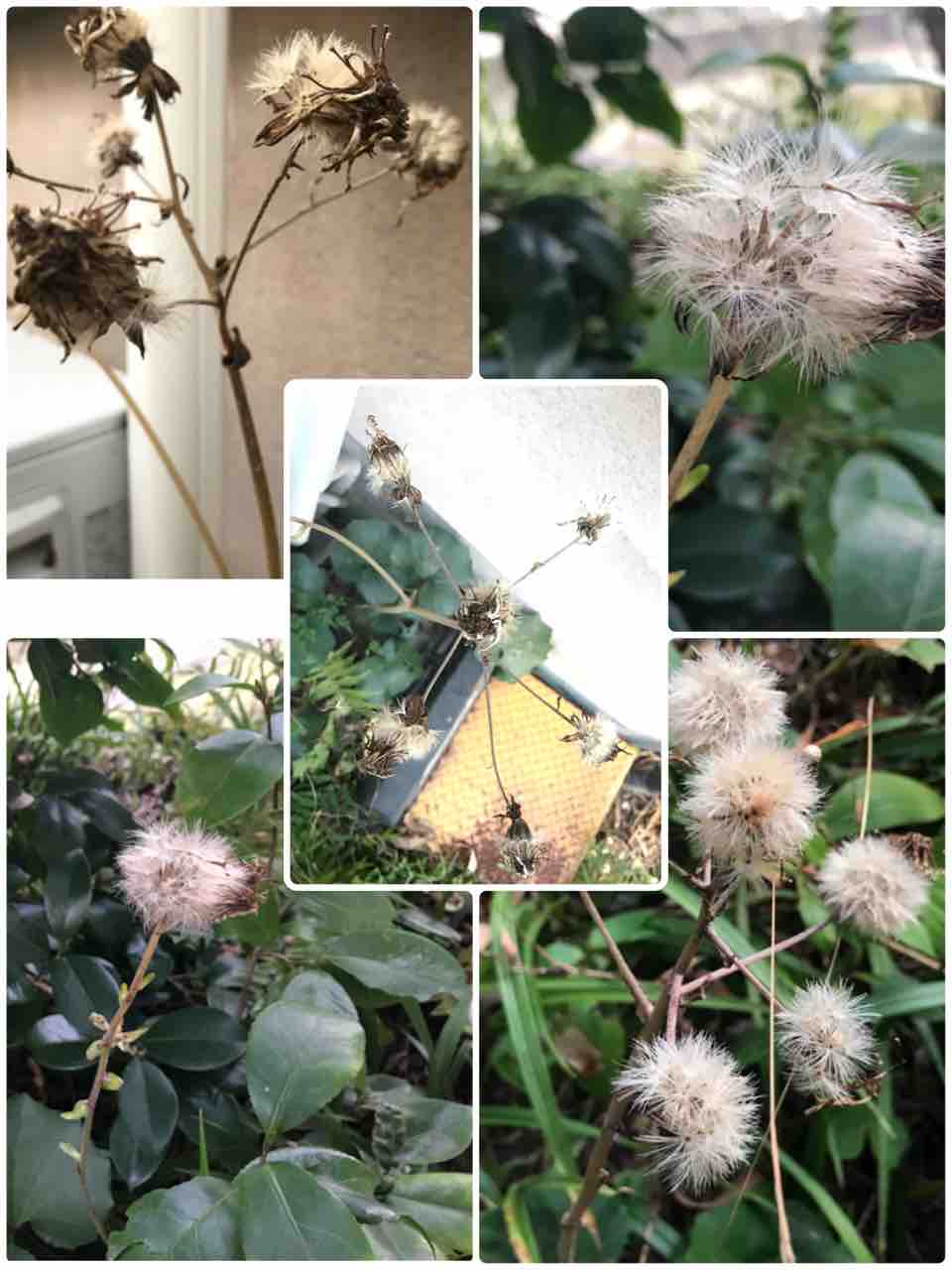 石蕗の花の綿毛 物のほしさがやみて候なり 石蕗の花の綿毛 物のほしさがやみて候なり