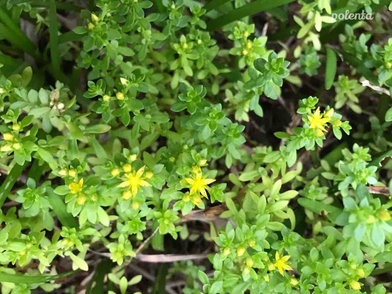 小さい星みたいな花 物のほしさがやみて候なり