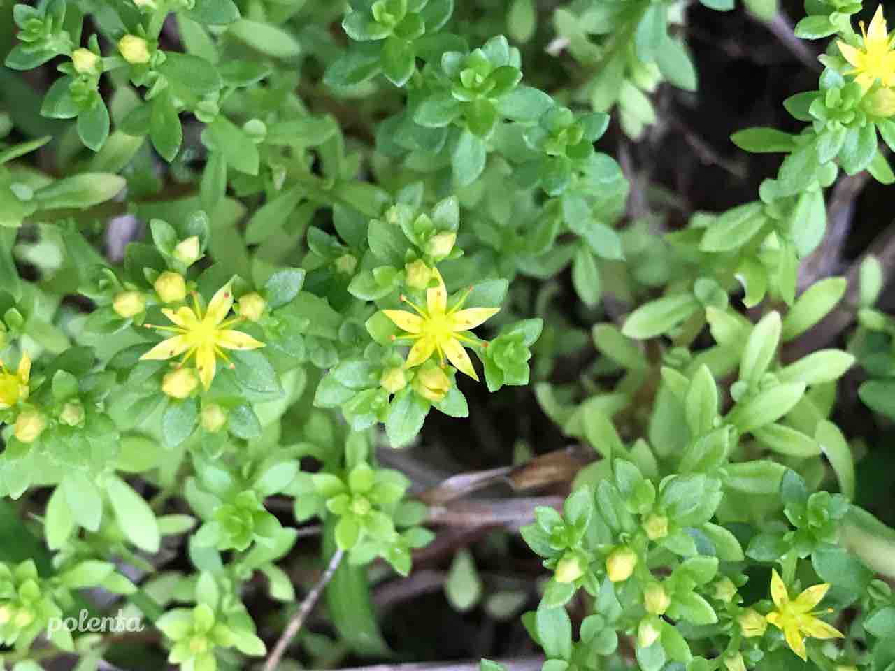 小さい星みたいな花 物のほしさがやみて候なり 小さい星みたいな花 物のほしさがやみて候なり