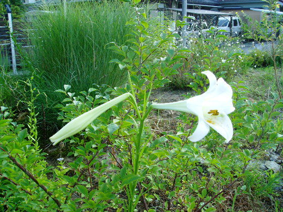 私の庭くぼくら のブログ