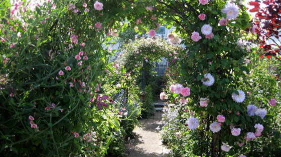 5月24日 Hp更新 花ますます 私の庭くぼくら のブログ