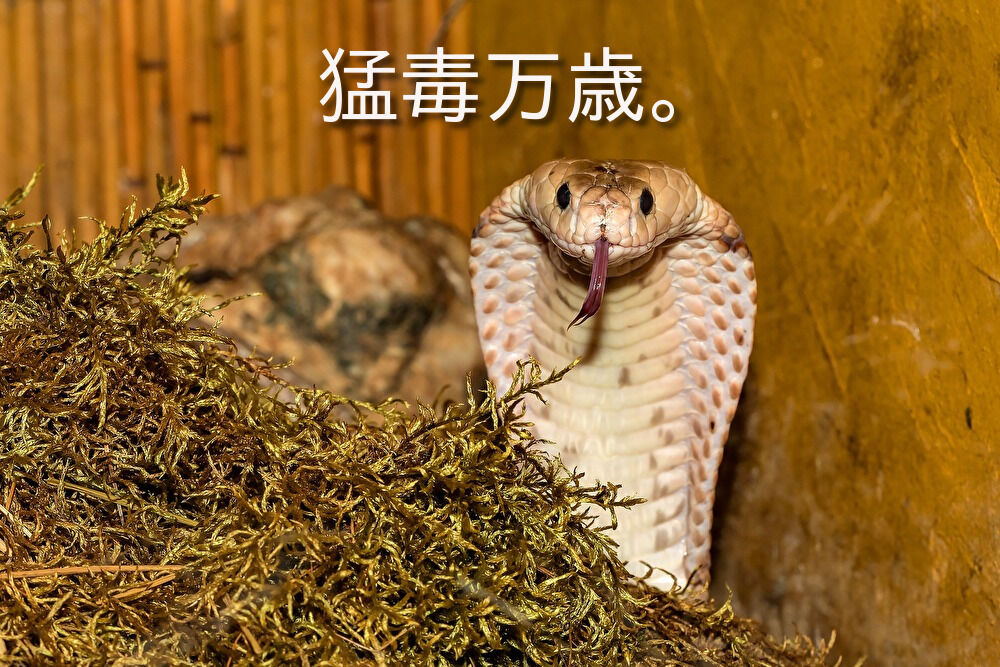 スネーク 世界最強の毒蛇ってどいつやねん ヤバイ蛇を５つ集めてみた 応答せよ にわかまっしぐらなブログ ダーツボクシング諸々