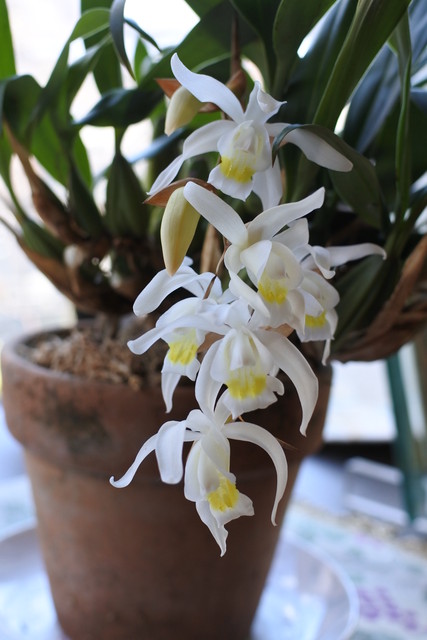 セロジネ'インターメディア'の開花が進んでいます : 庭の草花にときめいて