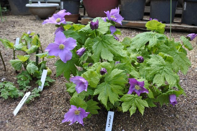 シラネアオイ 一人静 タンチョウソウ 庭の草花にときめいて シラネアオイ 一人静 タンチョウソウ 庭の草花にときめいて