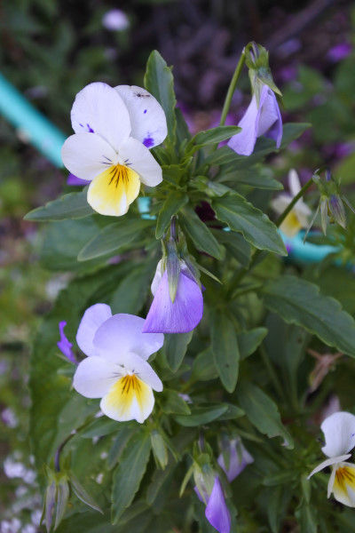 ビオラの種を採取しました 庭の草花にときめいて ビオラの種を採取しました 庭の草花にときめいて