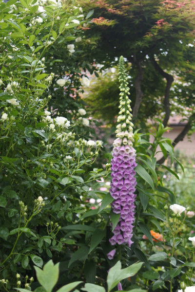 咲き進んでいるバラとジギタリス 庭の草花にときめいて