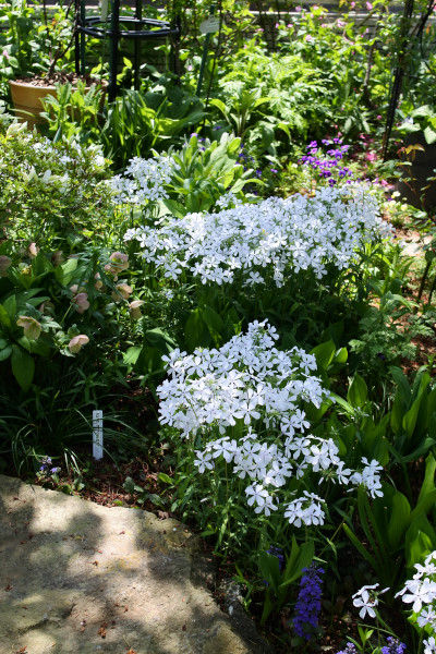 春の庭景色と草花 4月中旬から下旬 庭の草花にときめいて 春の庭景色と草花 4月中旬から下旬 庭の草花にときめいて