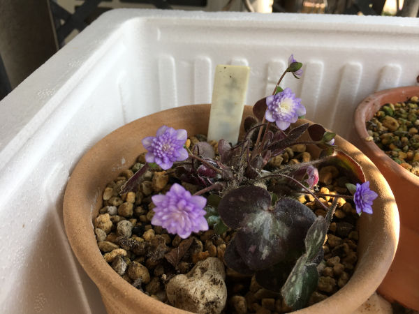 今年の雪割草 庭の草花にときめいて 今年の雪割草 庭の草花にときめいて