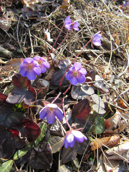春の妖精を求めて 角田山 庭の草花にときめいて 春の妖精を求めて 角田山 庭の草花にときめいて