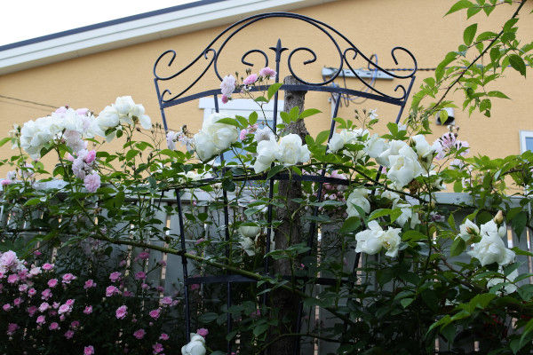 あなたは どちらの仕立てがお好き 庭の草花にときめいて