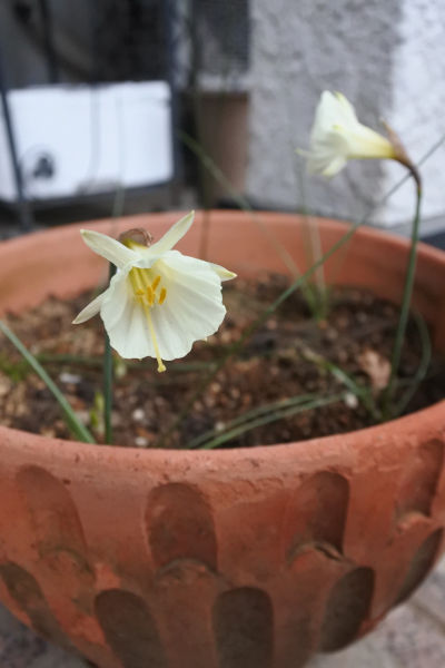 バラ鉢に寒肥をあげました 庭の草花にときめいて バラ鉢に寒肥をあげました 庭の草花にときめいて