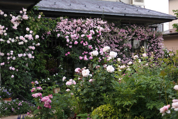 つるバラと修景バラ 庭の草花にときめいて つるバラと修景バラ 庭の草花にときめいて