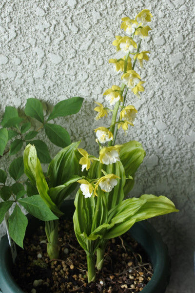 エビネ蘭と藤 黒龍 の香りに包まれて 庭の草花にときめいて