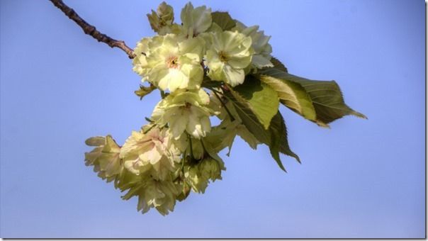 鬱金桜