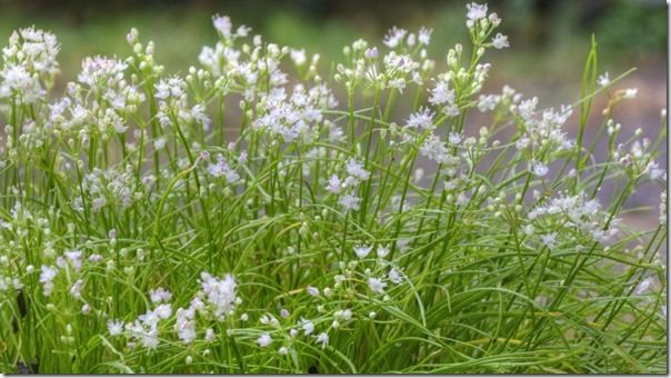 白花イトラッキョウ