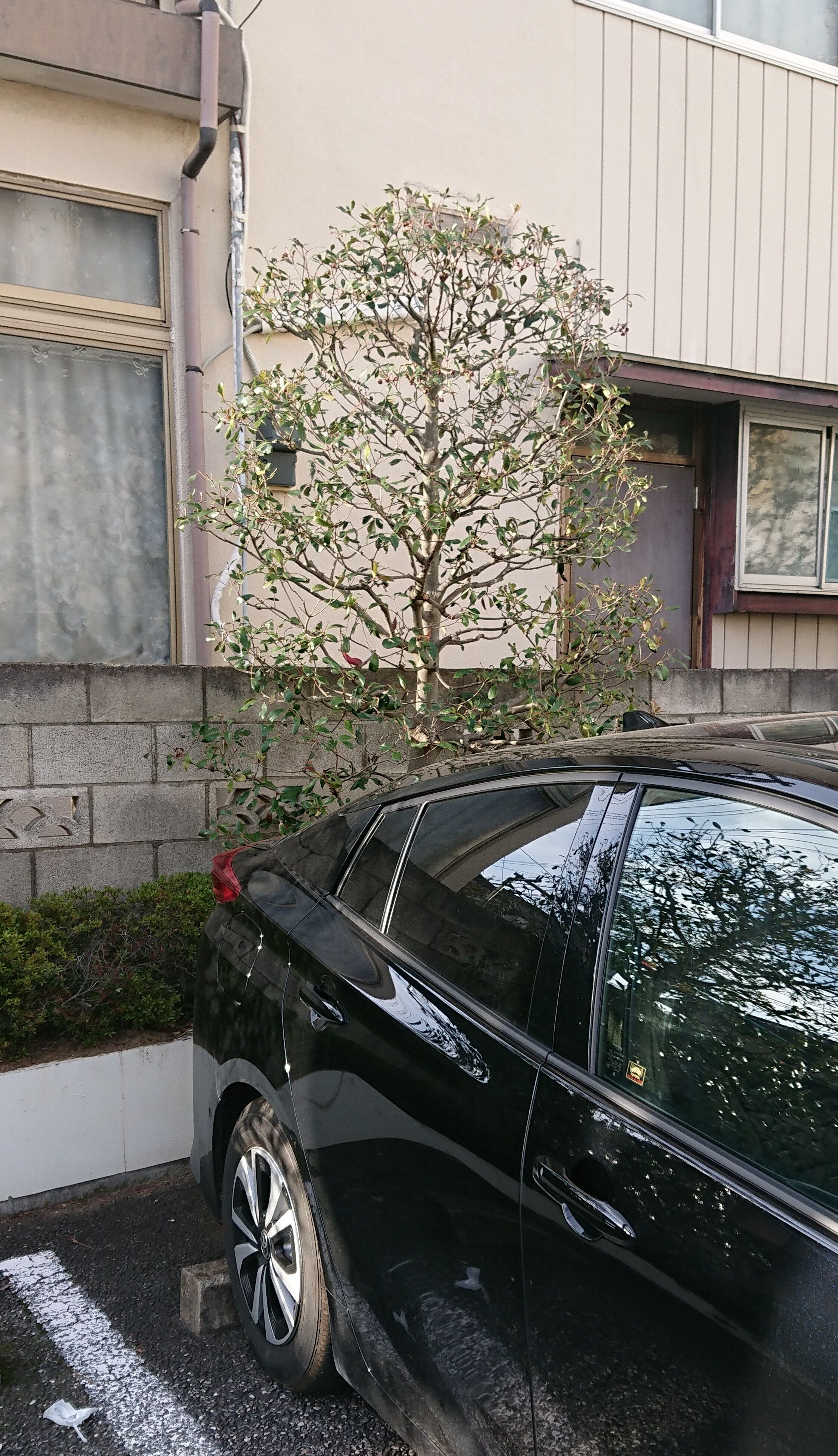 植木職人の繁忙期 涸沼水系 利根川 植木職人シーバス道