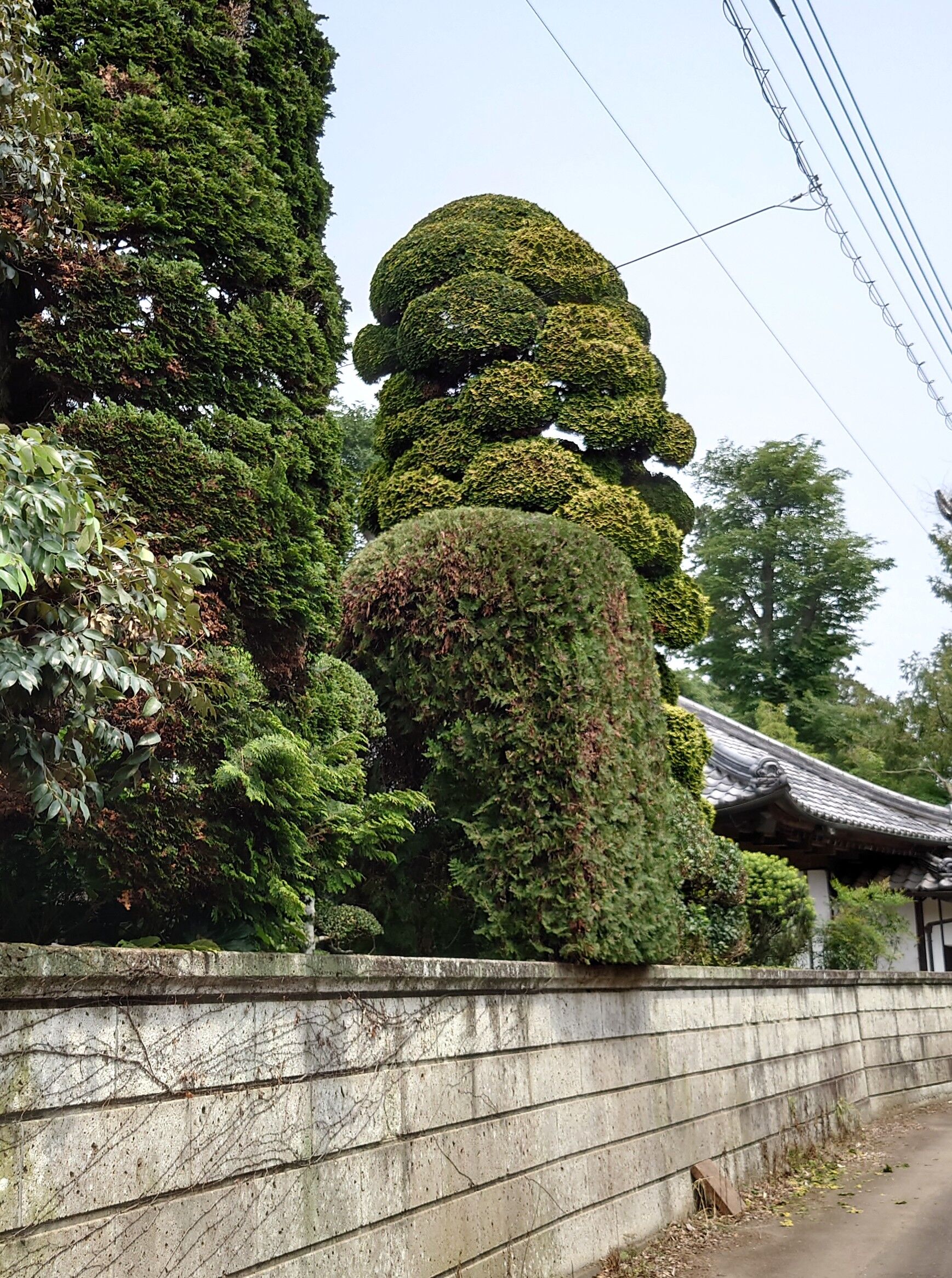 まだまだ続く庭仕事 涸沼水系 利根川 植木職人シーバス道