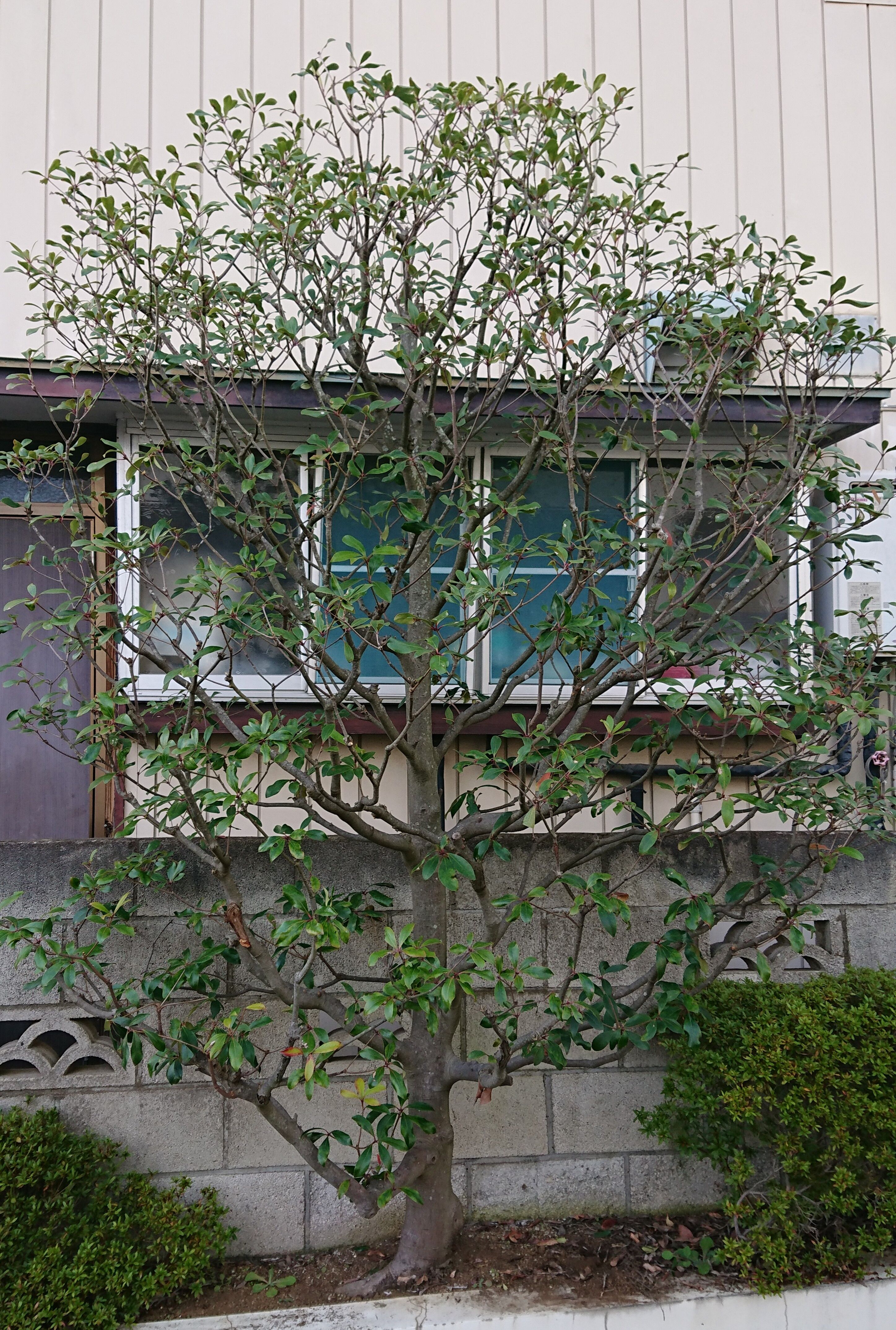 植木職人の繁忙期 涸沼水系 利根川 植木職人シーバス道