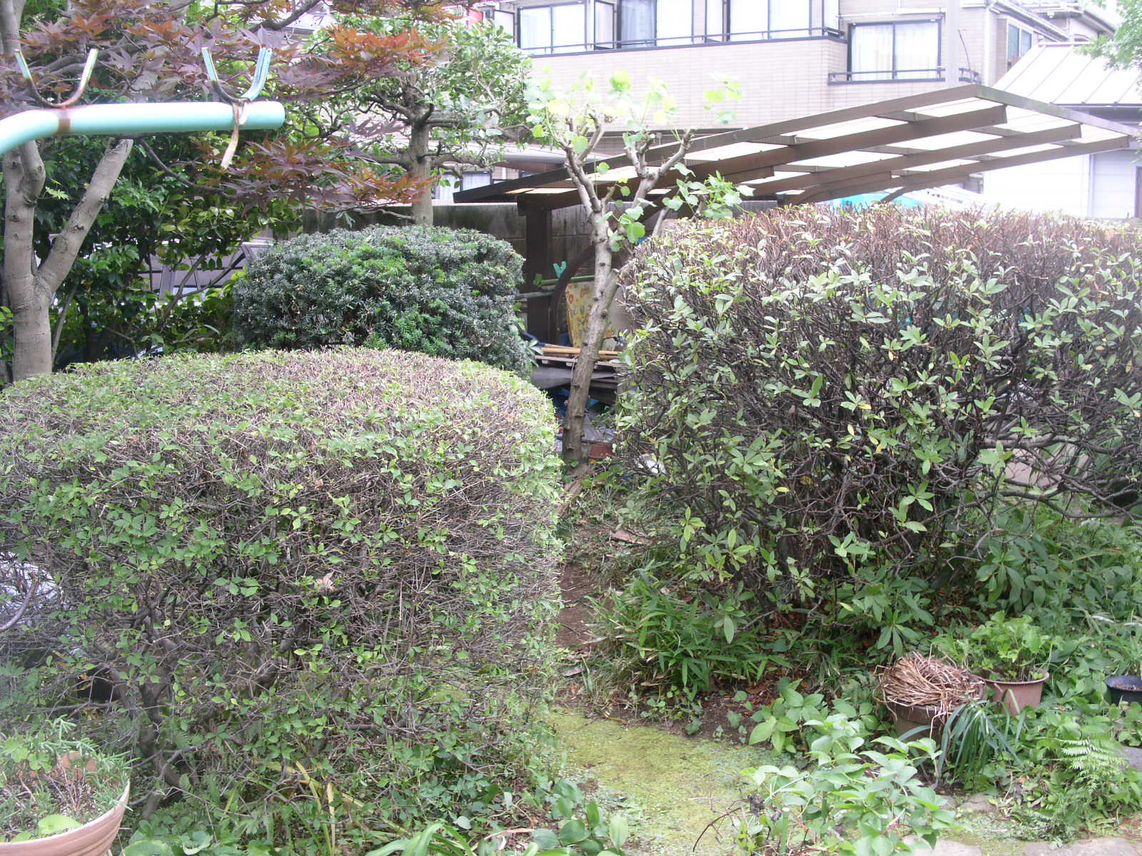 おどろき もものき さんしょのき 庭と接して思うこと