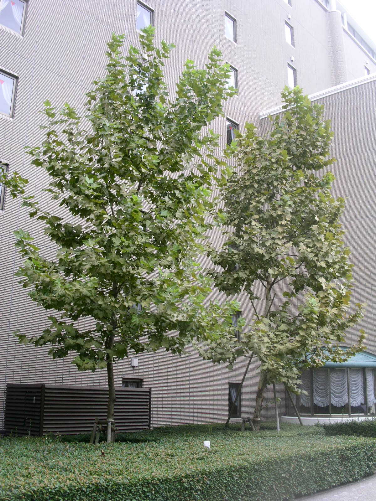 プラタナスの手入れ 庭と接して思うこと