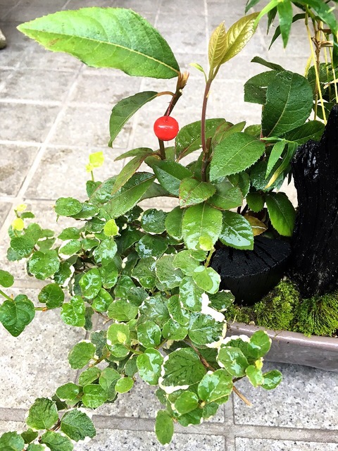 image1 (1)