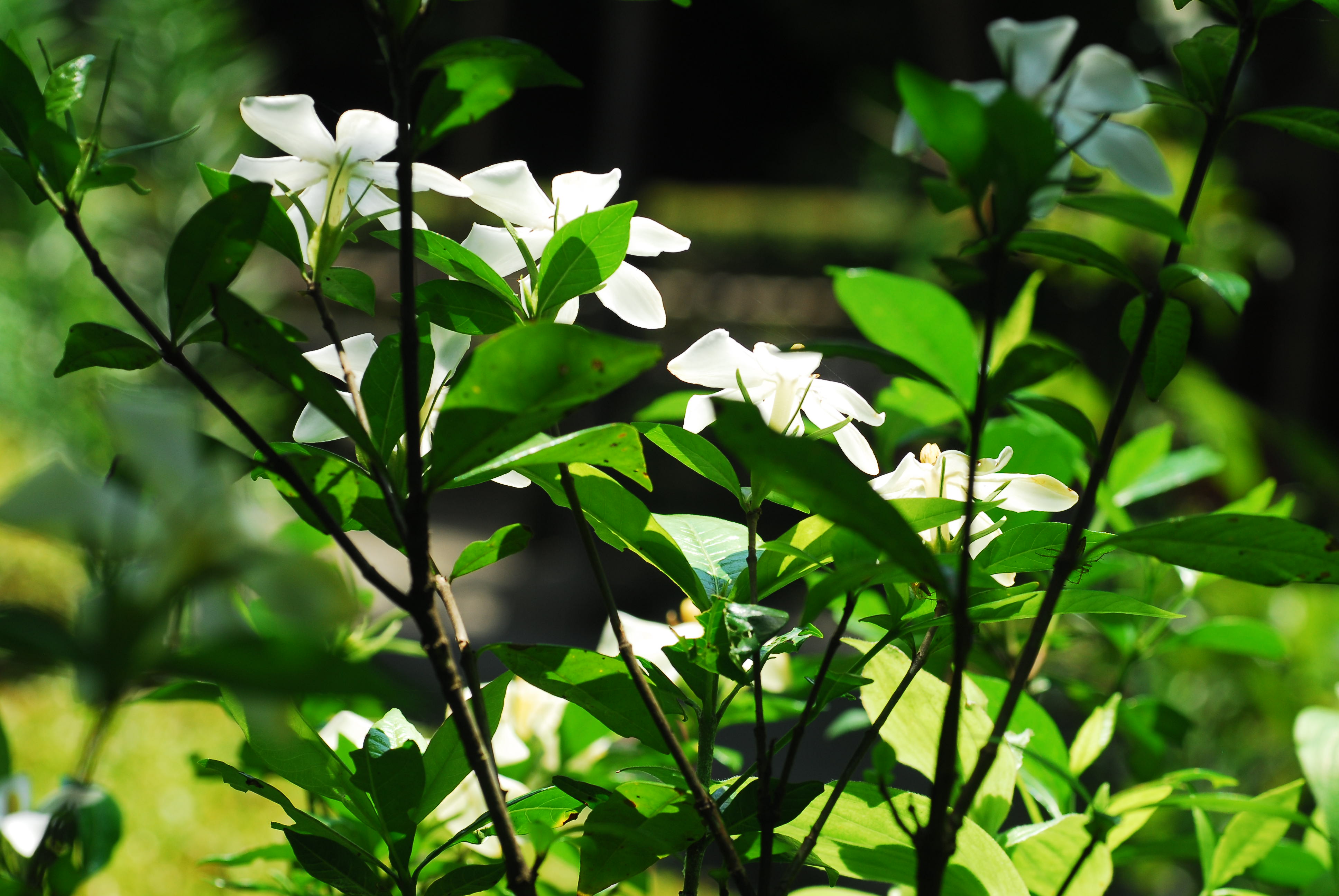 夏の花ー４３ くちなしの白い花 庭師の写真館 フォトとエッセイ 毎日更新を目指す
